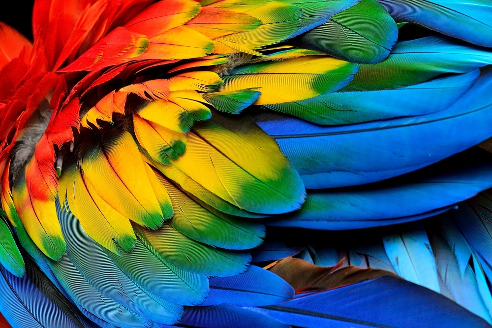 Rainbow Feathers Modern Art