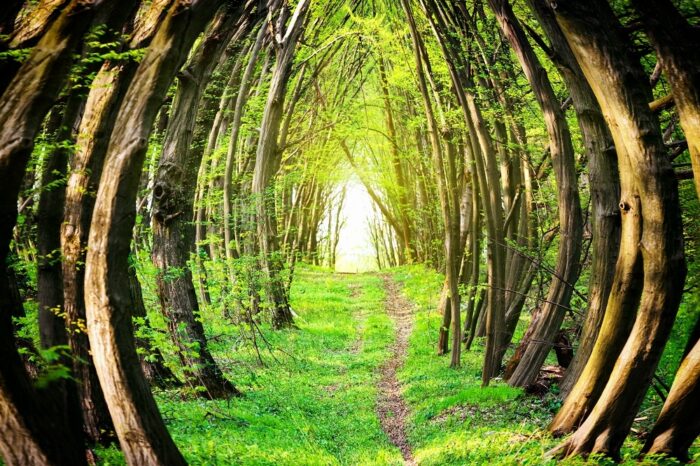 Magical Forest Modern Art